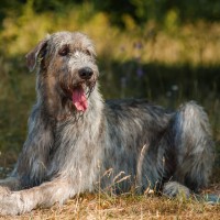 irish wolfhound breed dog gray minepuppy